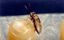 BP-Close-Fly-3.jpg (22449 bytes)