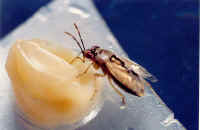 BP-Close-Fly.jpg (26954 bytes)