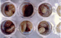BP-Close-Larvae-2.jpg (40822 bytes)