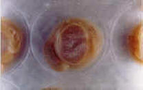 BP-Close-Larvae.jpg (22957 bytes)