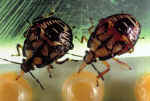 Bugs-Feeding.jpg (208380 bytes)