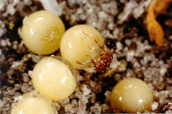 Fire-Ants1a.jpg (41001 bytes)