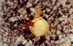 Fire-Ants2c.jpg (49919 bytes)
