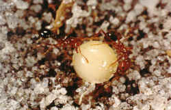 Fire-Ants3a.jpg (54693 bytes)
