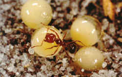 Fire-Ants3c.jpg (42543 bytes)