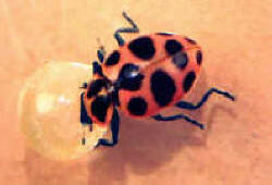 HC---Lady-Bug.jpg (31739 bytes)