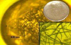HC---Nematode-Montage.jpg (47033 bytes)