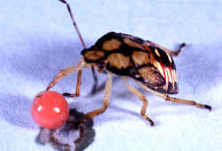 Podisus-Eating-a-Red-Diet-P.jpg (36779 bytes)