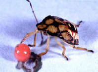 Podisus-Eating-a-Red-Diet-P.jpg (36779 bytes)