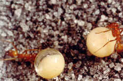 ants1.jpg (55954 bytes)