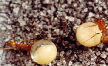 ants1.jpg (55954 bytes)